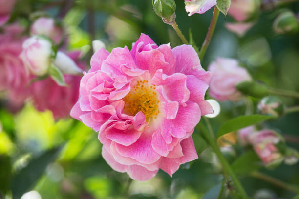 تصویر 2 از گل محمدی اصل کاشان با عطر ماندگار و لطافت بی‌پایان